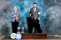Poodle Std #12 Fri BOVBOWWB Judge Vicki Abbott