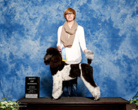 Poodle Multi Color #123 Sat S2 BOW Stephanie Cooper