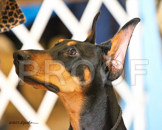 Dobe-7982