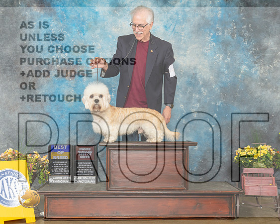 Dandie Dinmont Terrier #17 Sat BOBOHBOB Judge Grace Fritz-MMJ_0711-NWARK2022-HR3