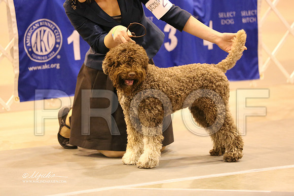 lagotto-5479-HR