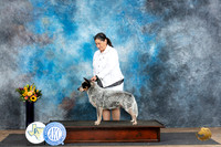 Australian Cattle Dog #5 Fri OHG4 Wade OHG4 Blum r