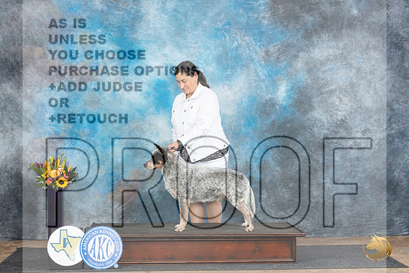 Australian Cattle Dog #5 Fri OHG4 Wade OHG4 Blum r__JP_0001_Abilene_2024_HR3