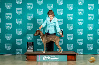 Mountain Cur # x3