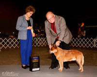 Australian Cattle Dog #7 Sat BOB Phillips JoAnn Judge Patricia Trotter