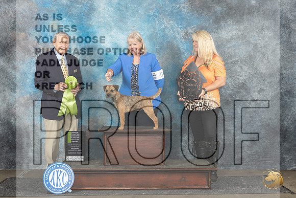Border Terrier #5 Sat Judge David Bolus__JP_3814_Lubbock_2024_HR3