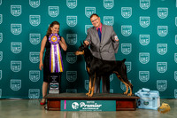 Doberman Pinscher #623 Sun ABIS Judge Tricia Till