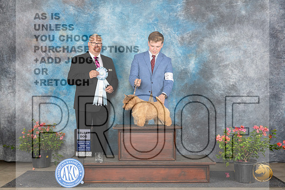 Norwich Terrier #33 Sun SD Judge John F Booth__JP_5861_San Antonio_2024_HR3