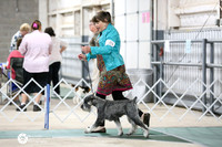 Std Schnauzer Sun Ring