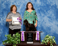 Poodle #? Sun Best of Best Wendy Grother Judge Anna Baughn