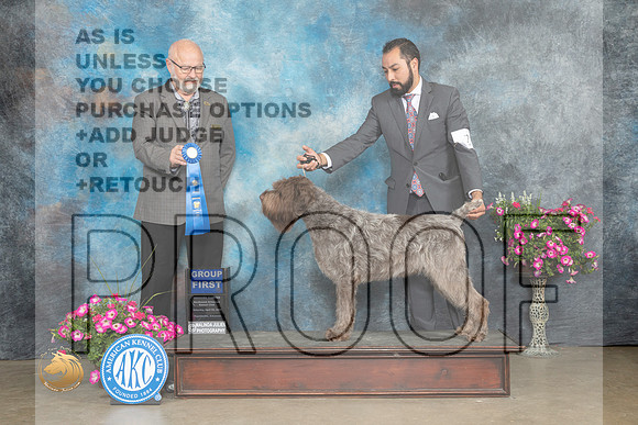 Wirehaired Pointing Griffon #7 Sat G1 Judge Gary Andersen_MJ_6891_ARK2023_HR3