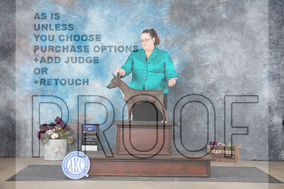 American Hairless Terrier #5 Sat WDBOW Judge Gloria Kerr__JP_7037_Belton_2024_HR3