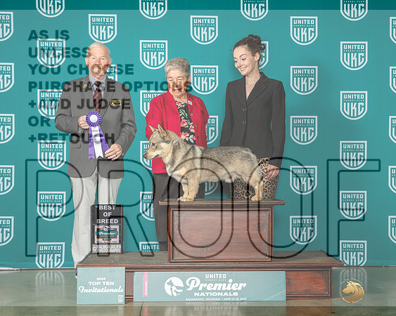 Swedish Vallhund #1074 Thur BOB Judge David Kittredge-MJP_4046e-Premier2023-HR3