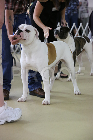 AmBull-3545-HR