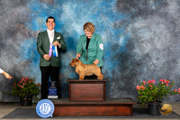 Norfolk Terrier #23 Sunn BOWM Judge Victor Rosado