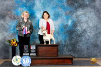 French Bulldog #8 Sun WBBOSOHBOB Judge Vicki Abbott