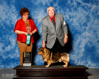 Sweedish Vallhund #5 Fri OH G3 Hooper richard and Sue Ellen and G Hall and Lori Judge Marilyn Pipes