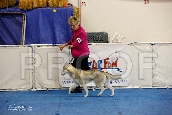 _M3_8935-AddisonHuskyMar2015-HR3