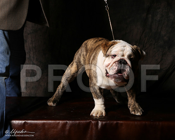 BullD-9386-Tex2013 HR3