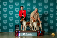 Brittany #1197 Sat Total Dogs