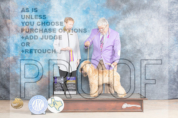 Soft Coated Wheaten #6 Sun BOBWB Judge Edweena (Teddy) McDowellMJP_1564_Abilene_2023_HR3