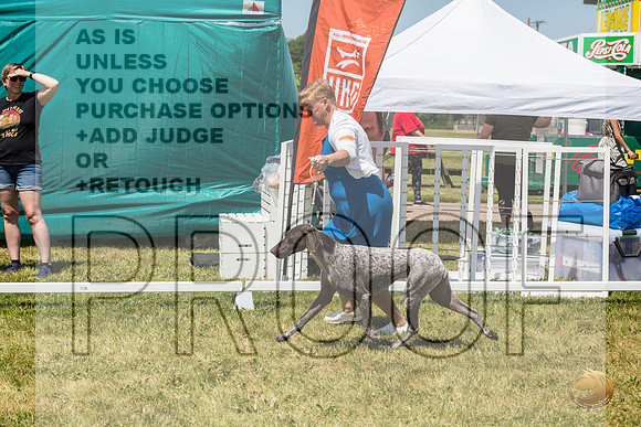 German Shorthaired Pointer Rings Wed_JJL_1827_Premier_2024_HR3