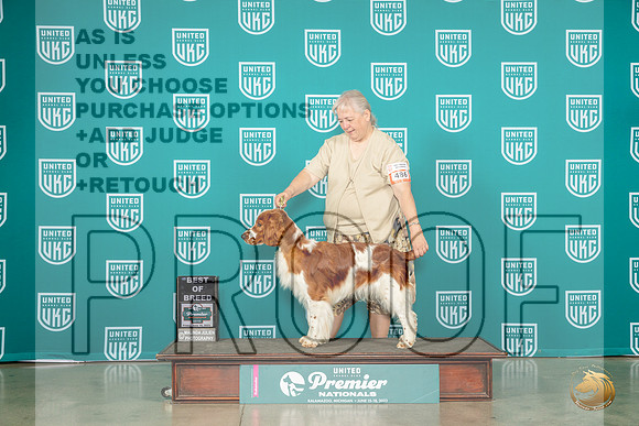 Welsh Springer #486 Fri BOB Judge David KittredgeMJP_4440_Premier2023_HR3