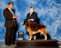 Belgian Tervuren #7 Fri BOB Fambro Tammy and Tiffany Holley Judge Ricardo Forastieri Gonzalez