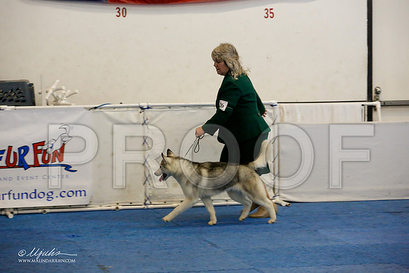_M3_8669-AddisonHuskyMar2015-HR3