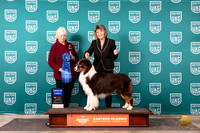 Australian Shepherd #188 Sun G1 Judge Kathryn Baxter
