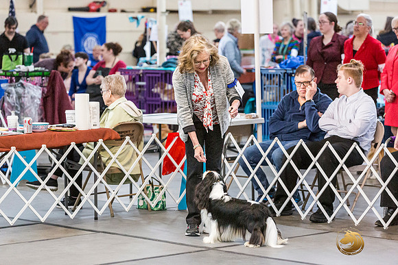 Cavalier King Charles Spaniel Melissa HatfieldJJL_7894_ARK2023_HR3