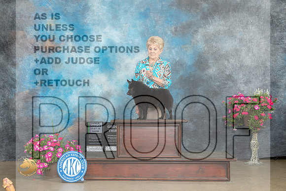 Schipperke #7 Sat OHBIS G3 Judge  Linn Klingel Brown r2_MJ_7142_ARK2023_HR3