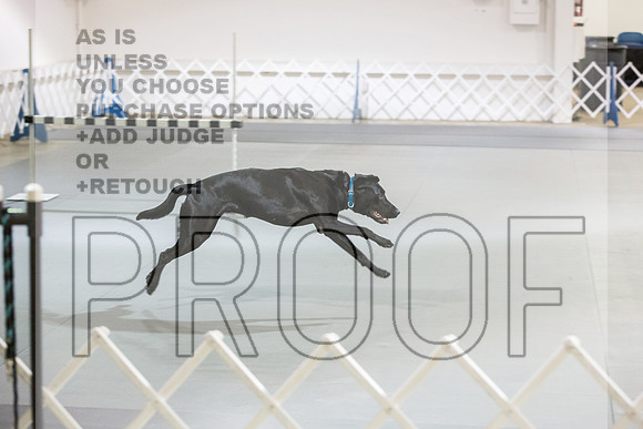 Labrador Retriever #21 Rings-JJL_8061_Abilene 2023-HR3