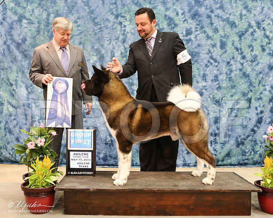 Akita-7612-AbiMay13HR