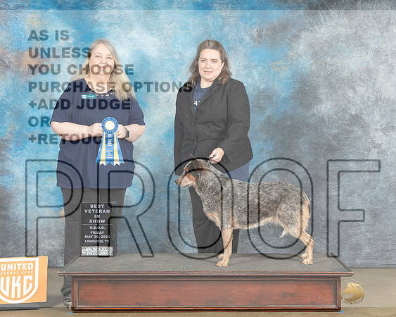 Australian Cattle Dog #100 Fri BVet Judge Malinda Julien-MJP_2531e_UKCLNGVWMAY 2023-HR3