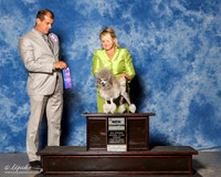 Poodle Toy #12 Sat NC WB Ramon Abel and Walter Miler and Martha Carroll Talley Judge Ricardo Forastieri Gonzalez