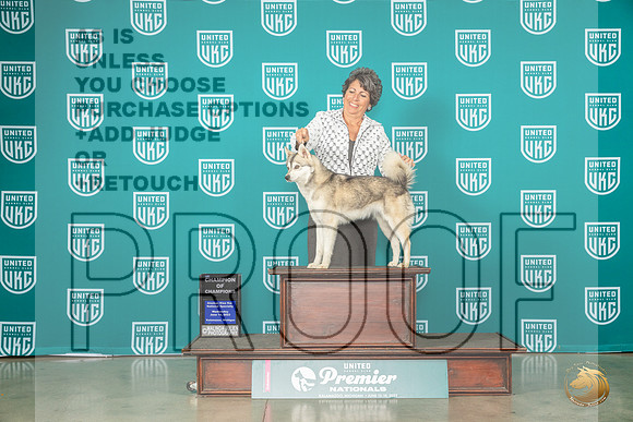 Alaskan Klee Kai #103 Wed COC Judge Sharon GriffinMJP_4995_Premier2023_HR3
