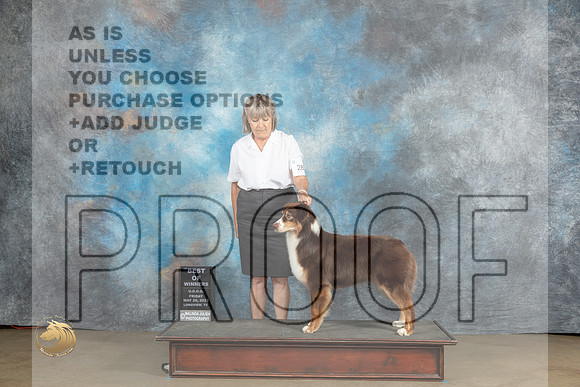 Australian Shepherd #280 Sat BOW Judge Chadra MartinMJP_2228_UKCLNVWMAY2023_HR3