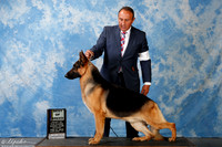 German Shepherd #7 Sun BOB Reyna Oscar Ornelas Gomez Arguimbau Ackerm Jude Mrs Murrel Purkhiser +J