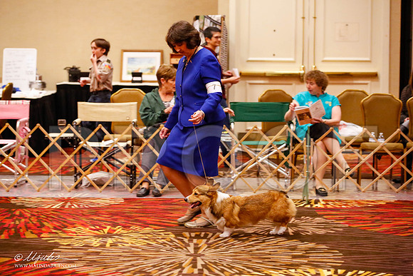 _JJ_9275-HstnCorgiFeb2015-HR3