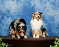 Australian Shepherd #? sun Custom Robin Quintana
