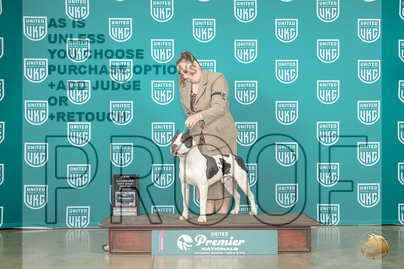 American Pit Bull Terrier #1344 Fri CHBOW Judge Ron Horn rMJP_4463_Premier2023_HR3