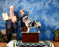 Miniature American Shepherd #425 Sun Best in Misc