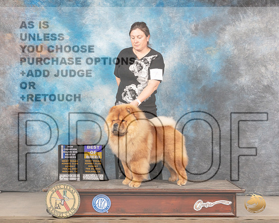 Chow Chow #7 Sun BOBBOS Judge Peggy LloydMMJ_5517_Mdlnd2022_HR3