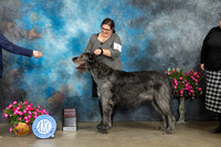 Irish Wolfhound #8 Sat G2 Judge Linn Klingel Brown