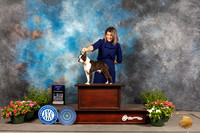 Boston Terrier #11 Sun BOW Judge Debra Thornton