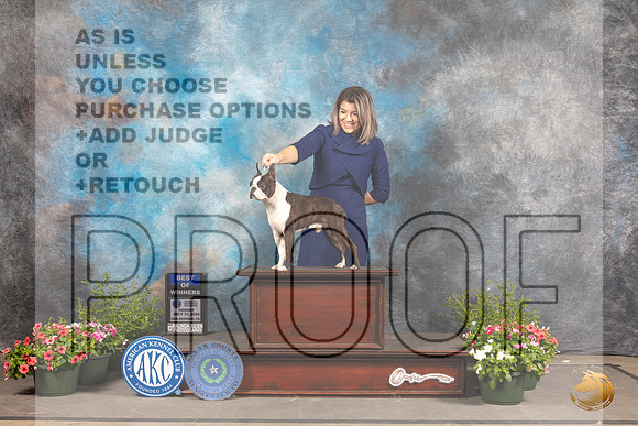 Boston Terrier #11 Sun BOW Judge Debra Thornton_MJ_0817_SA_2022_HR3