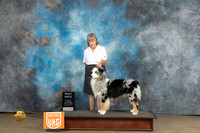 Australian Shepherd #281 Sat WD Judge Chandra Martin