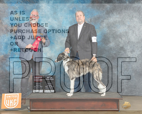 Silken Windhound #179 Sun G2CH Judge Matthew Proctor-MJP_2570ee_UKCLNGVWMAY 2023-HR3
