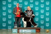 Poodle Std MC #454 Thur Top10BOB Judge Matthew Proctor